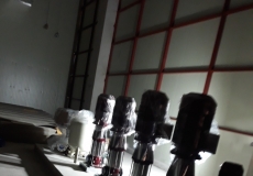 * õ 鸮 